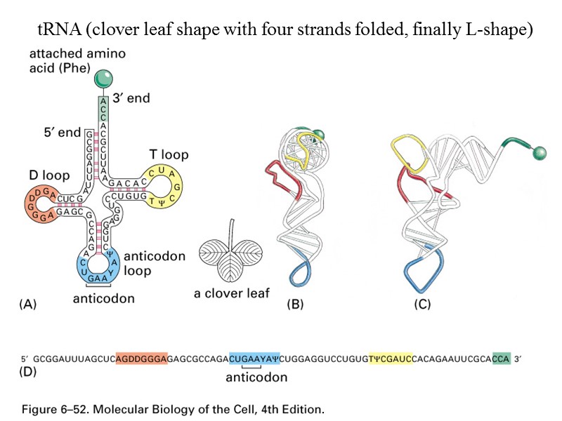 tRNA (clover leaf shape with four strands folded, finally L-shape)